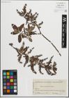 Foto von Salix pedicellata Desf.
